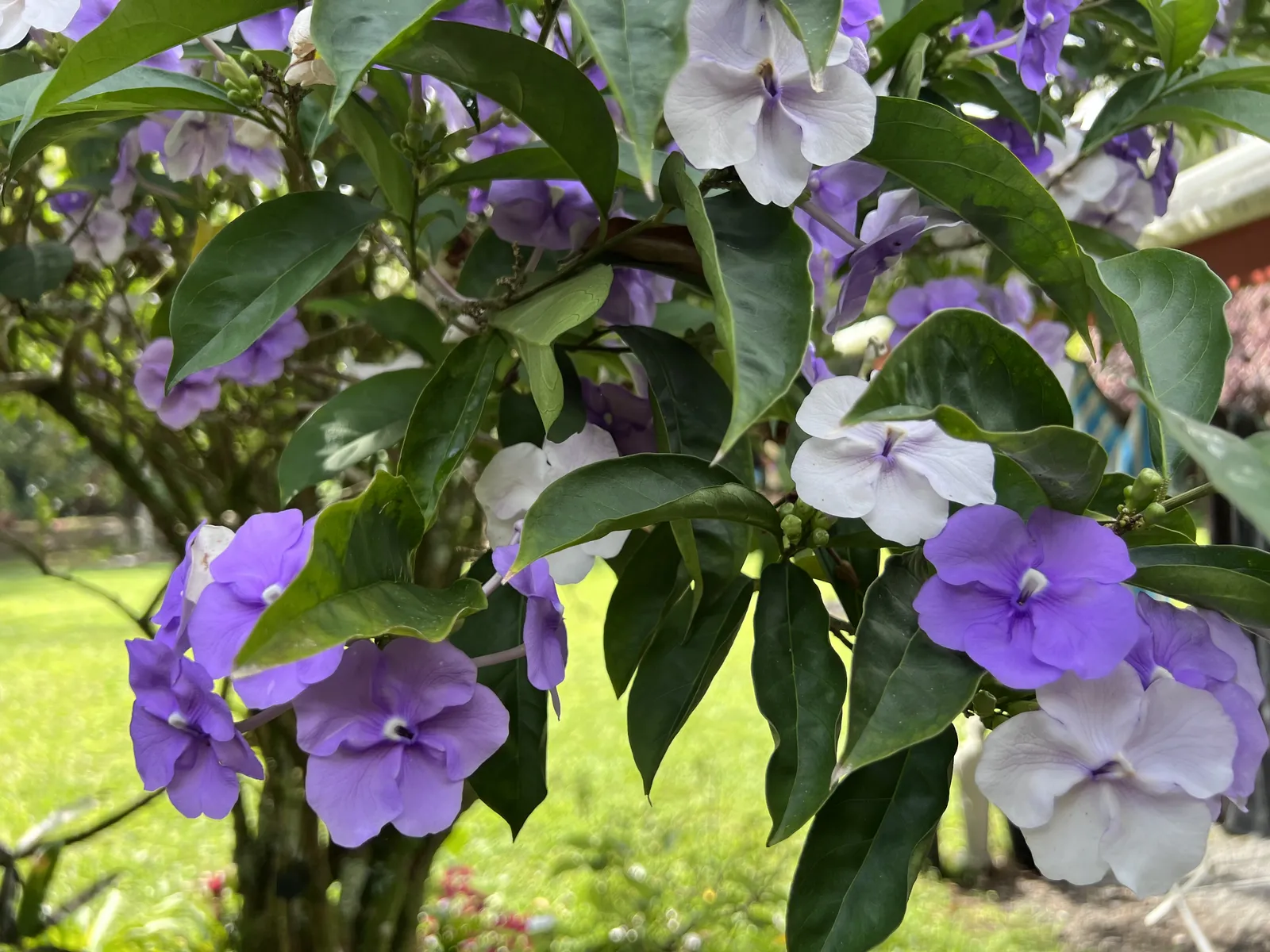 Green clearing at Coco Wasi