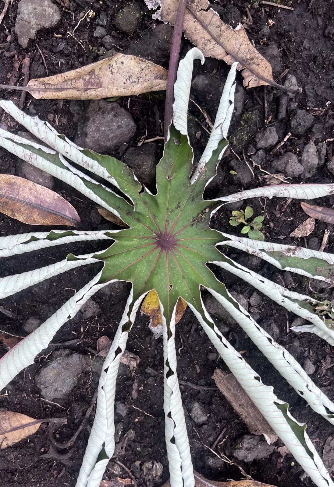 Tropical flowers in Hawaii